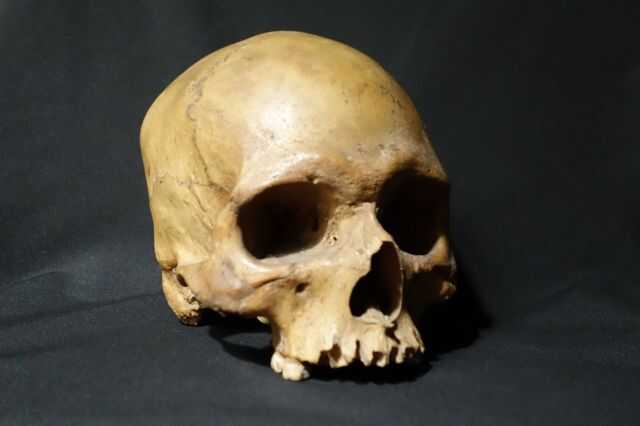 Во Внуково нашли посылку с человеческим черепом.