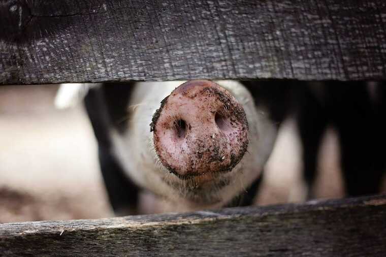 30 свиней погибли при обстреле Белгородской области.
