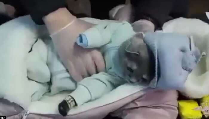 Закладчица мефа в Нижнем Тагиле взяла на работу для прикрытия кошку в комбезе младенца